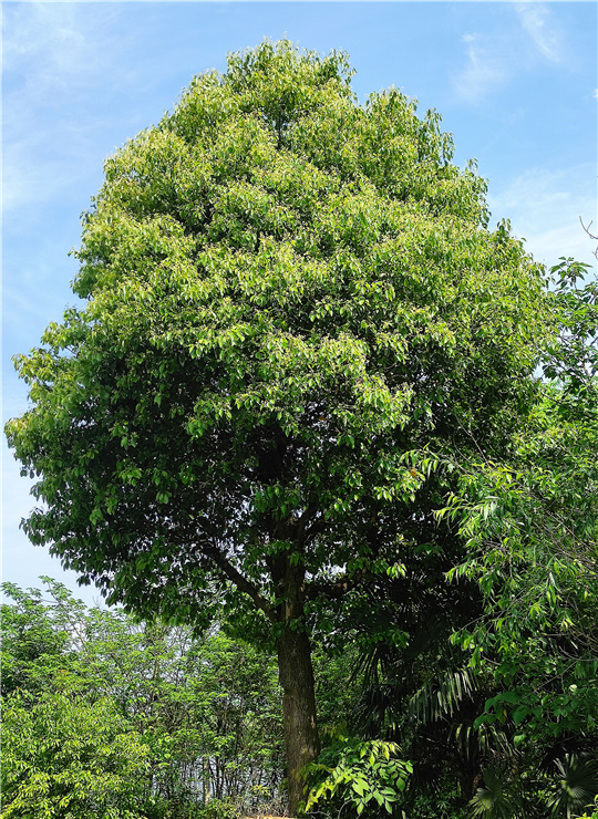 黄南樟树
