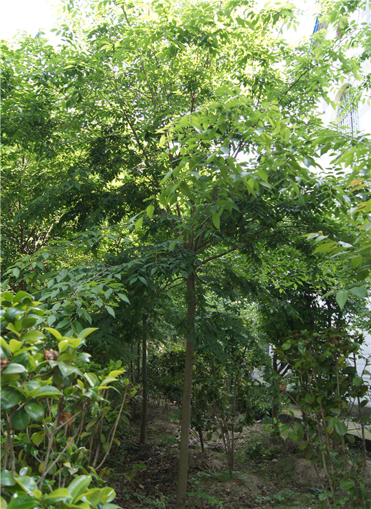 江苏红榉树