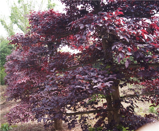 喀什红檵木
