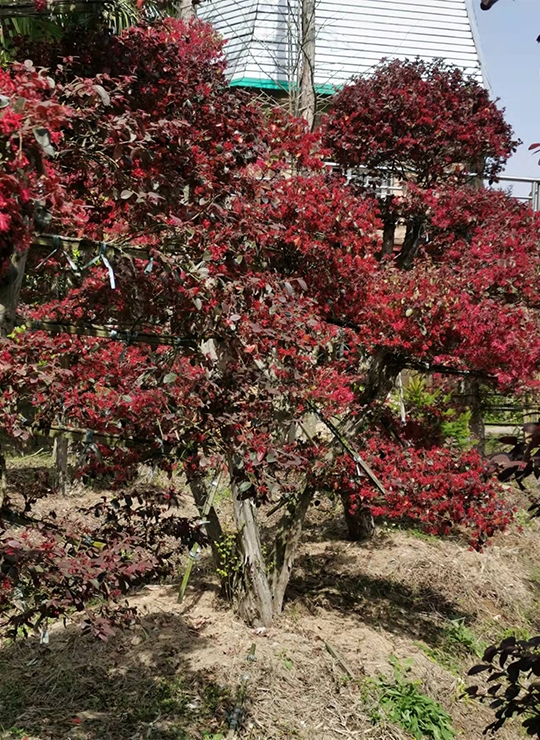 红檵木桩景